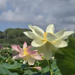 fiori di loto Massarosa Toscana