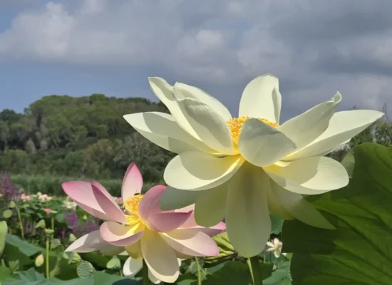 La fioritura dei fiori di loto a Massarosa, in Toscana fiori di loto Massarosa Toscana