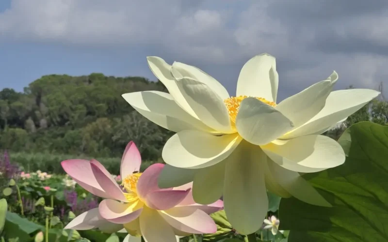 fiori di loto Massarosa Toscana
